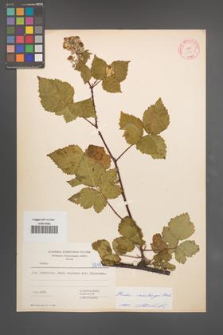 Rubus wahlbergii [KOR 5811]