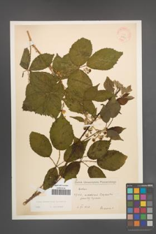 Rubus wimmerianus [KOR 22731]