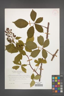 Rubus wimmerianus [KOR 24863]