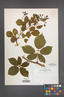 Rubus wimmerianus [KOR 51997]