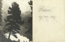 Prywatne archiwum fotograficzne roślin drzewiastych Stanisława Sokołowskiego : Limby
