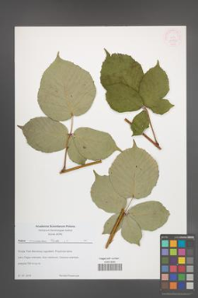 Rubus caucasicus [KOR 54552]