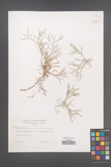 Centaurea spinosa [KOR 39309]