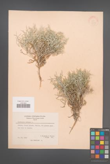 Centaurea spinosa [KOR 21286]