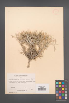 Centaurea spinosa [KOR 21285]