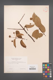 Cephalanthus occidentalis [KOR 34002]