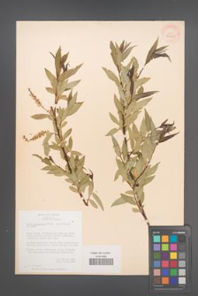 Salix acutifolia [KOR 36429]