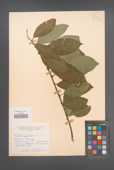 Salix aegyptiaca [KOR 18772]