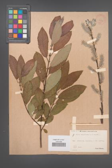 Salix aegyptiaca [KOR 36436]