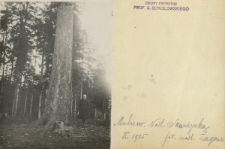 Prywatne archiwum fotograficzne roślin drzewiastych Stanisława Sokołowskiego : Modrzewie