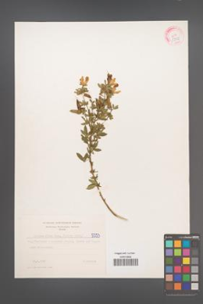 Cytisus albus [KOR 5553]