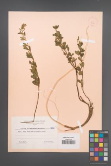 Cytisus ratisbonensis [KOR 6050]