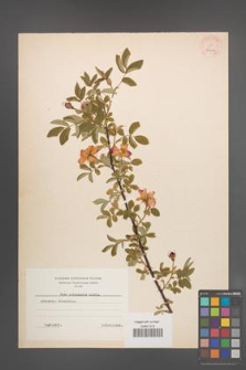 Rosa acicularis [KOR 36404]