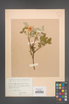 Rosa acicularis [KOR 17586]