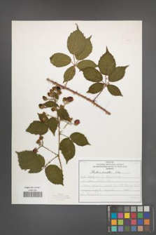 Rubus koehleri [KOR 52524]