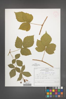 Rubus corylifolius [KOR 52228]