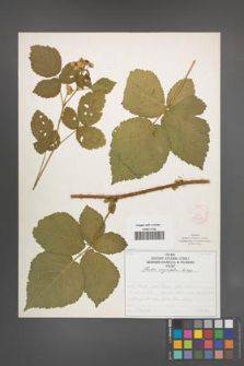 Rubus corylifolius [KOR 52207]