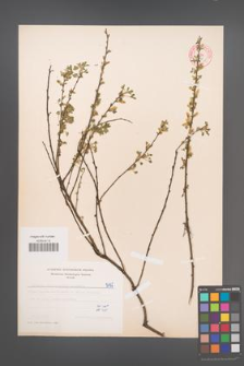 Cytisus ratisbonensis [KOR 5135]