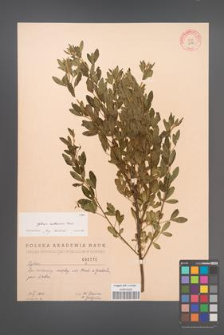 Cytisus ruthenicus [KOR 2570]