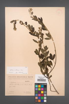 Cytisus ruthenicus [KOR 2561]