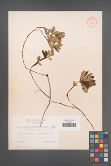 Chimaphila umbellata [KOR 5414]