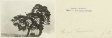 Prywatne archiwum fotograficzne roślin drzewiastych Stanisława Sokołowskiego : Sosny