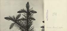 Prywatne archiwum fotograficzne roślin drzewiastych Stanisława Sokołowskiego : Świerki