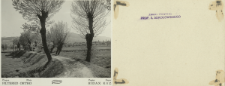 Prywatne archiwum fotograficzne roślin drzewiastych Stanisława Sokołowskiego : Wierzby