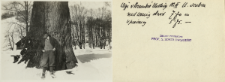 Prywatne archiwum fotograficzne roślin drzewiastych Stanisława Sokołowskiego : Wiązy