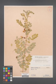 Colutea orientalis [KOR 955]
