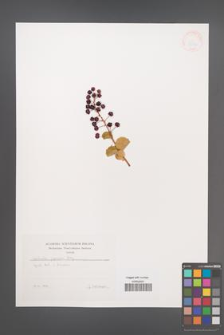 Coriaria japonica [KOR 38353]