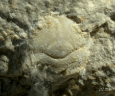 Goniodromites kubai