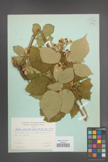Rubus grabowskii [KOR 55009]