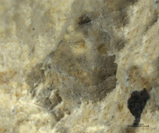 Goniodromites serratus