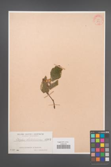 Corylus sieboldiana [KOR 892]