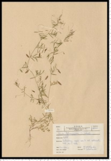 Vicia tetrasperma (L.) Schreb.