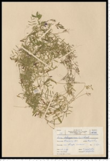Vicia tetrasperma (L.) Schreb.
