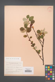 Cotoneaster cinnabarinus [KOR 24067]