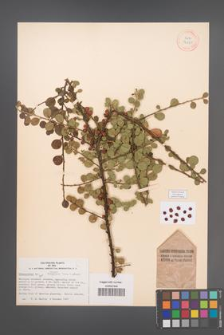 Cotoneaster divaricata [KOR 24145]