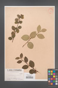 Cotoneaster granatensis [KOR 1066]