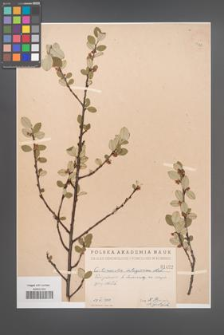 Cotoneaster integerrima [KOR 1422]