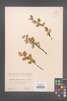 Cotoneaster integerrima [KOR 1616]