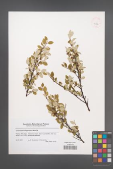 Cotoneaster integerrimus [KOR 43242]