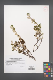 Cotoneaster integerrimus [KOR 43225]