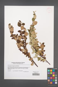 Cotoneaster integerrimus [KOR 55142]