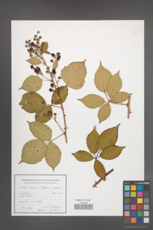 Rubus ambrosius [KOR 54945]