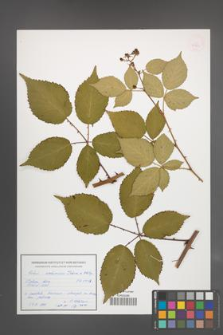 Rubus ambrosius [KOR 54944]