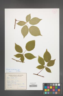 Rubus ambrosius [KOR 54930]
