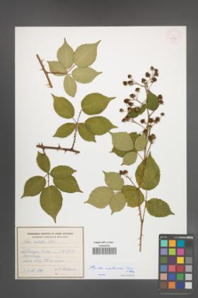 Rubus ambrosius [KOR 54931]