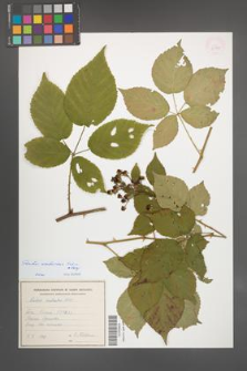Rubus ambrosius [KOR 54932]